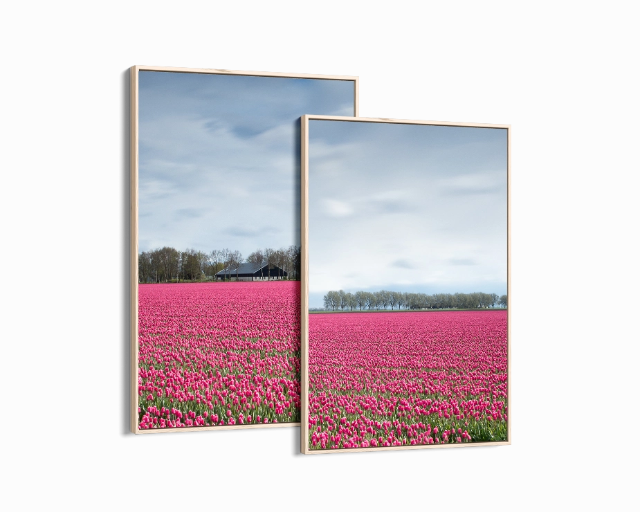 Netherlands Tulip Field Set Includes Two Prints