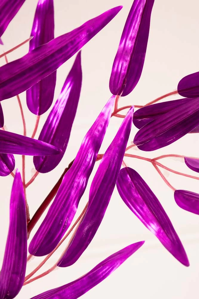 Ornamental Bamboo In Purple