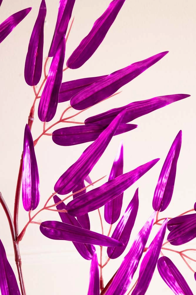 Ornamental Bamboo In Purple