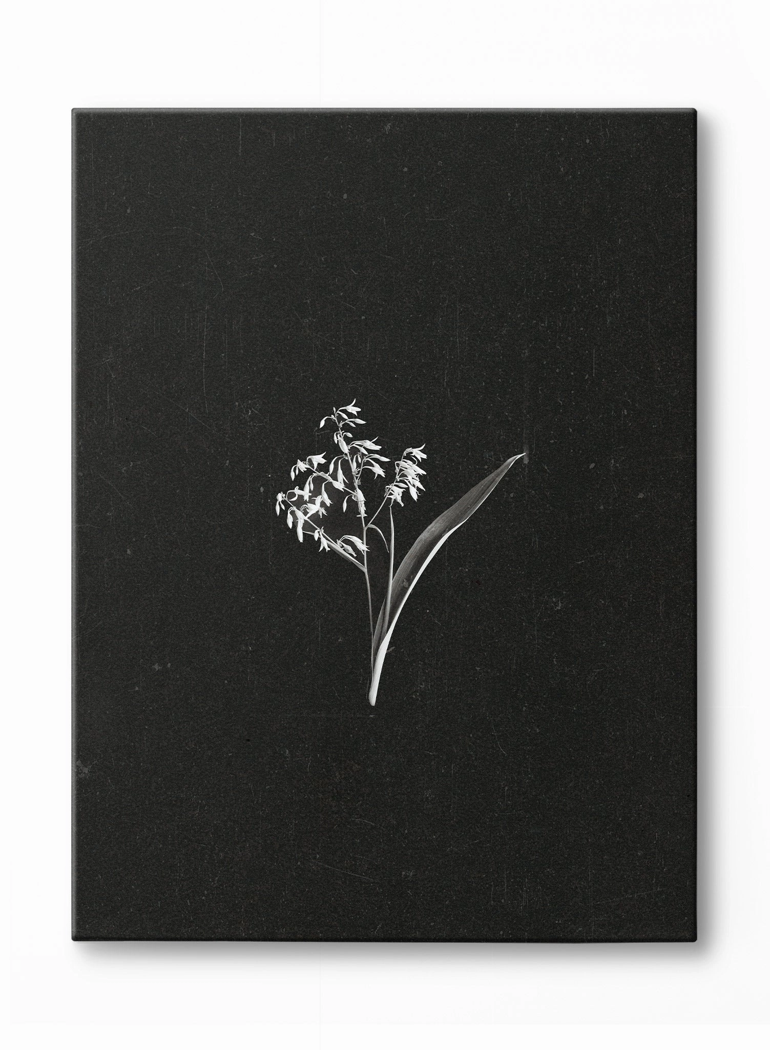 Petals in the Dark, Canvasindoor decorative canvas print