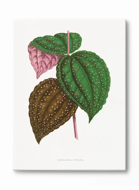 Pink Polka Dot Plant, Canvasindoor decorative canvas print