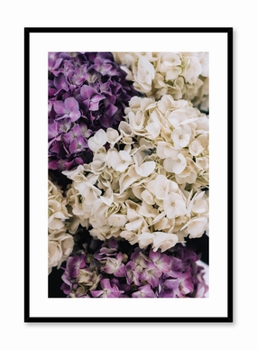 Purple Hydrangeas, Posterpop culture themed posters