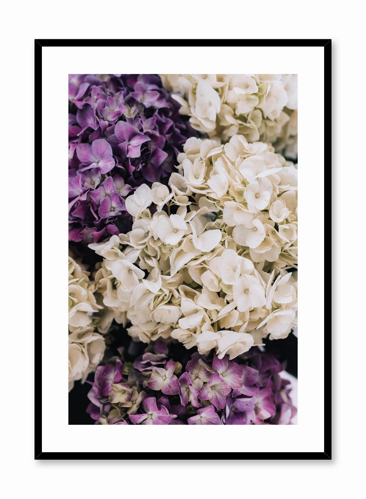 Purple Hydrangeas, Posterpop culture themed posters