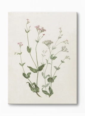 Senna & Catchfly, Canvasindoor decorative canvas print