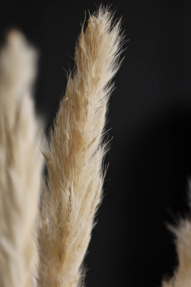 Short Natural Pampas Grass Bunch
