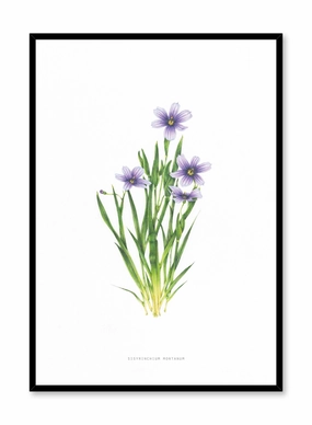 Sisyrinchium Montanum, Posterpop culture themed posters