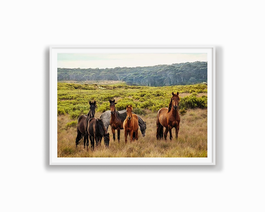 Snowy Mountain Brumbies