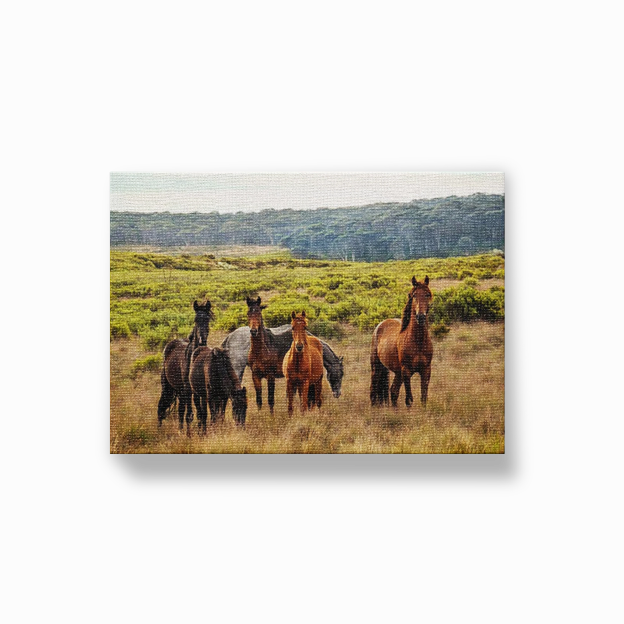 Snowy Mountain Brumbies
