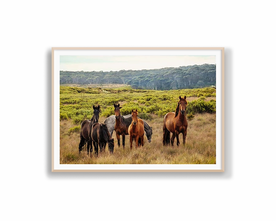 Snowy Mountain Brumbies