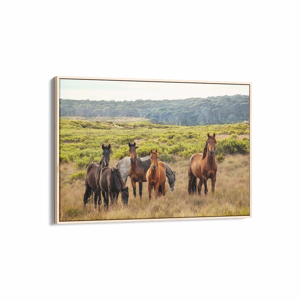 Snowy Mountain Brumbies