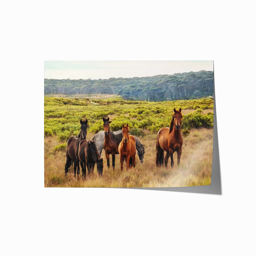 Snowy Mountain Brumbies