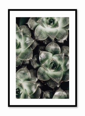 Succulents, Posterpop culture themed posters