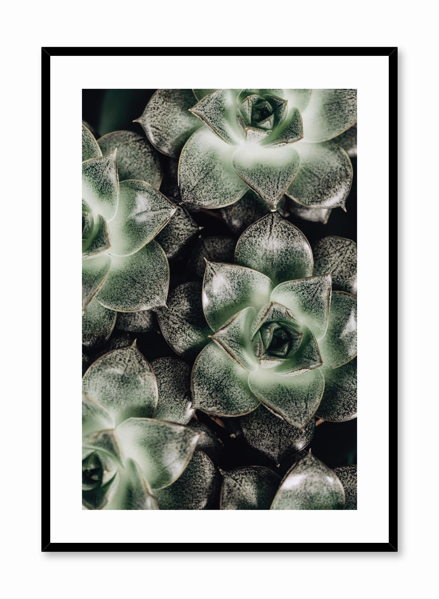 Succulents, Posterpop culture themed posters
