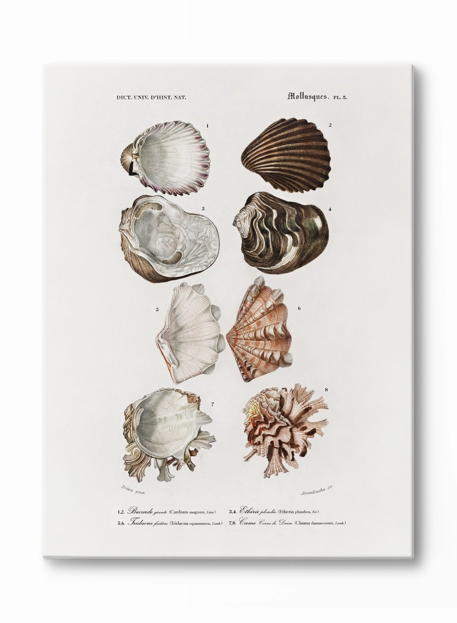 Tidepool Treasures, Poster