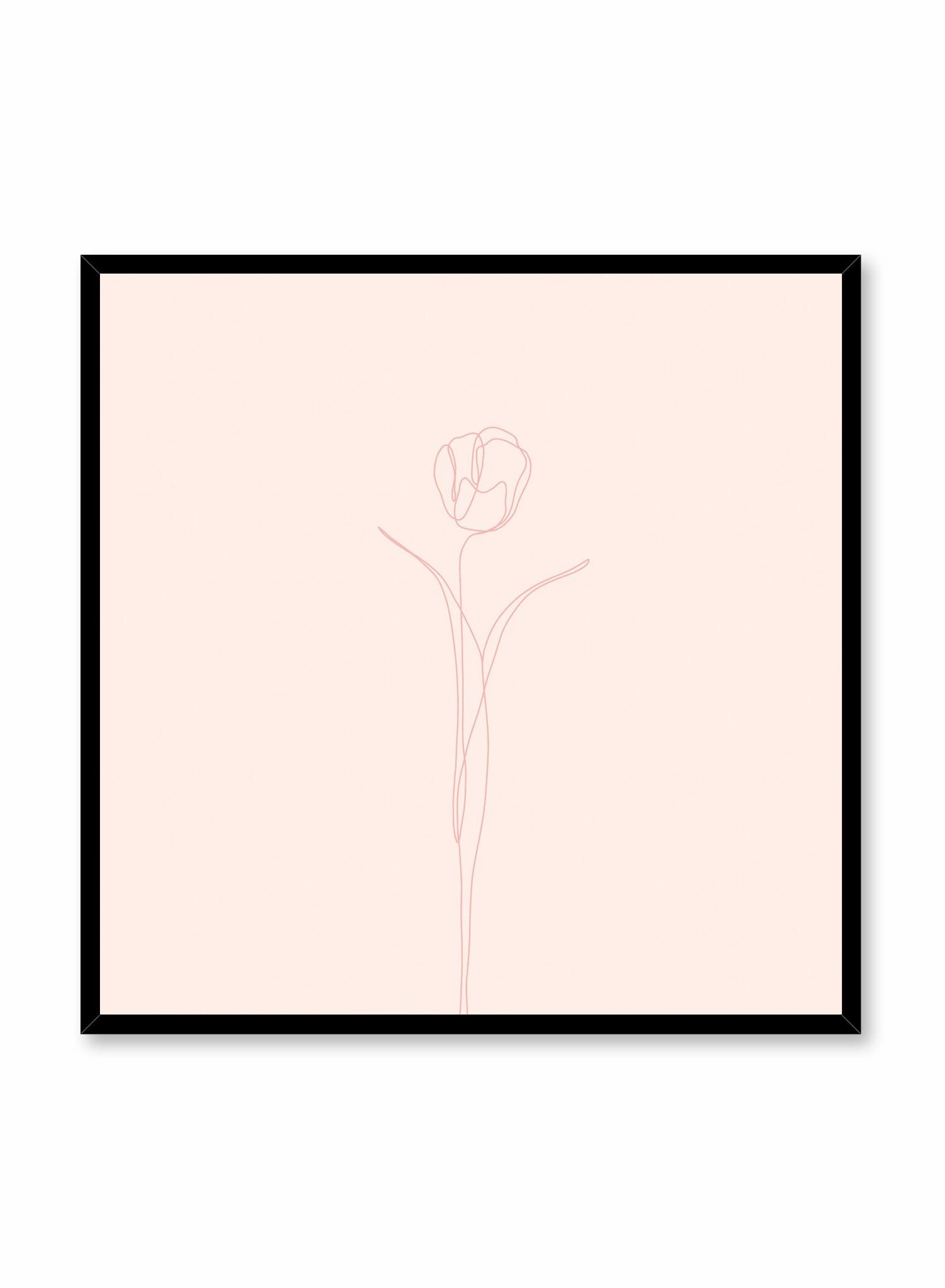 Tulip in Pink, Poster