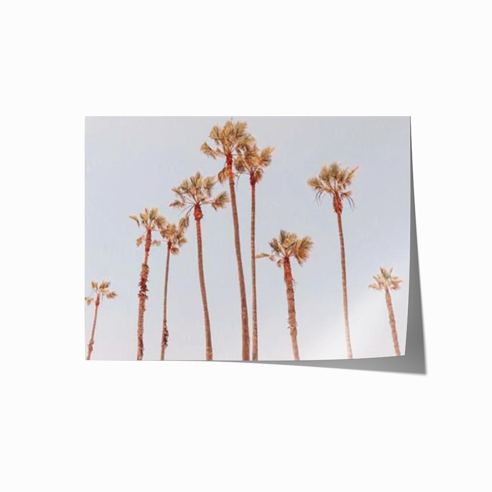 Venice Beach Palms 1