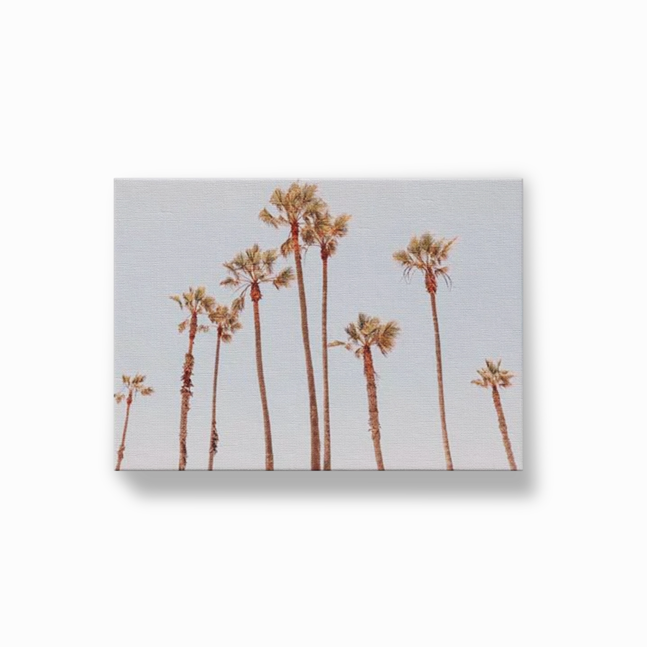 Venice Beach Palms 1