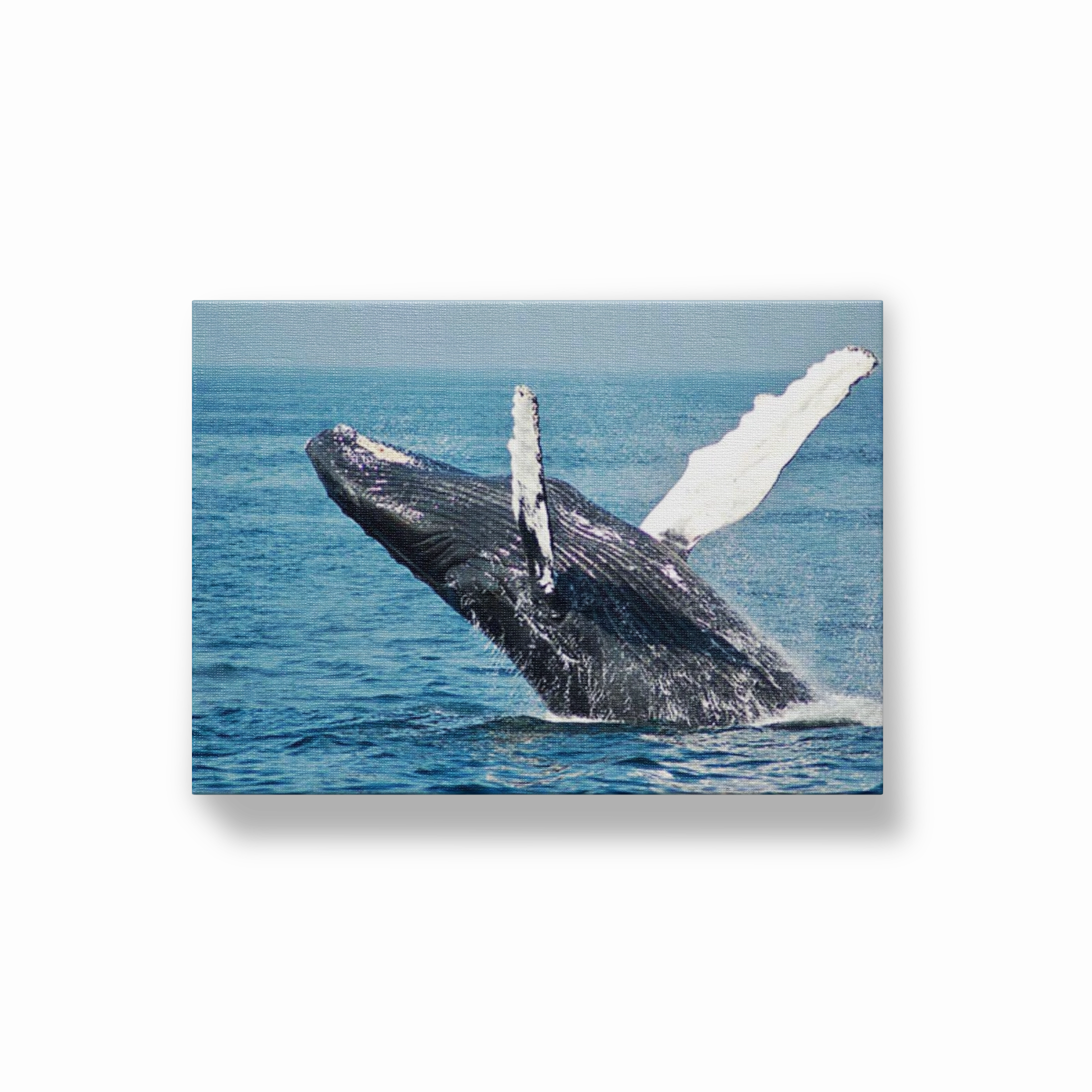 Whale Breaching