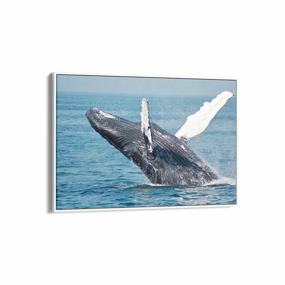 Whale Breaching