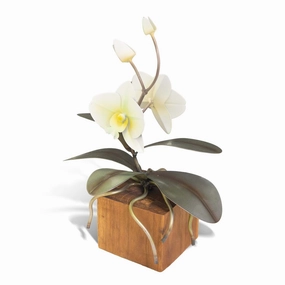 White Orchid Teak Base -  Smallnordic style desktop ornaments