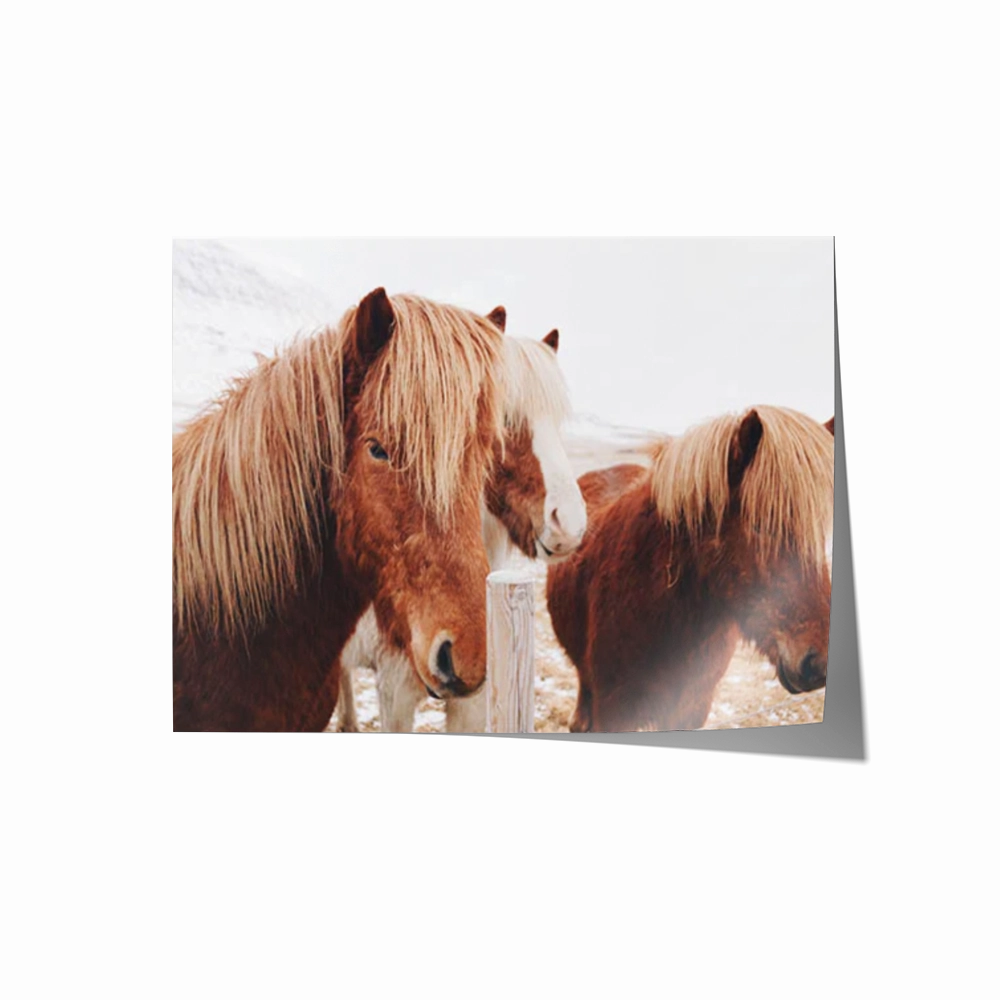 Winter Ponies
